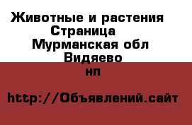  Животные и растения - Страница 2 . Мурманская обл.,Видяево нп